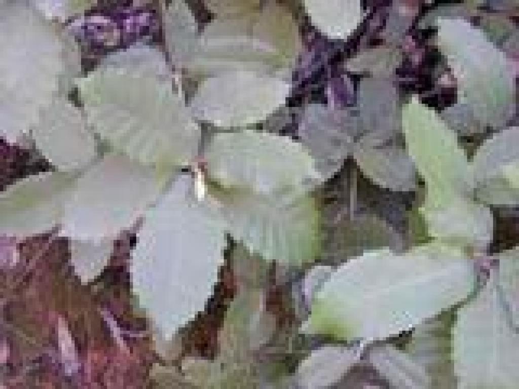 Tanoak