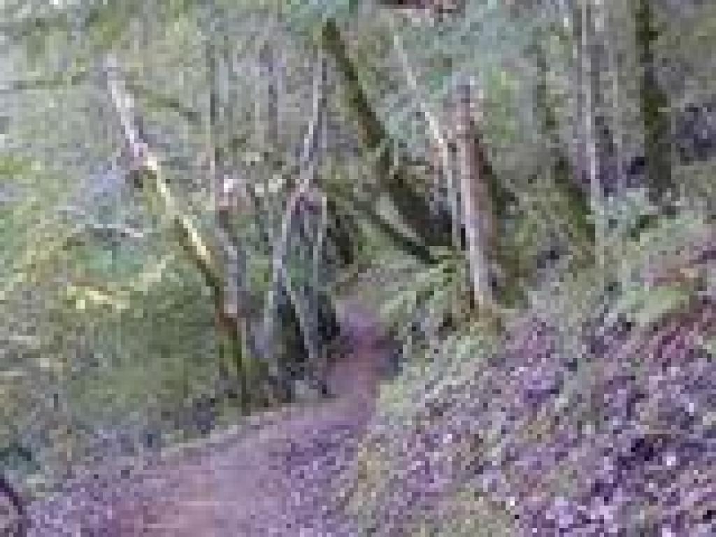 King Mountain Loop Trail