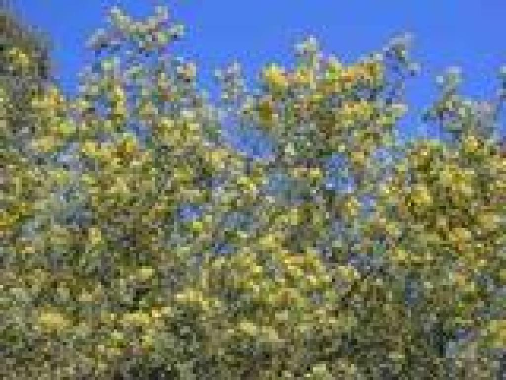 Acacia