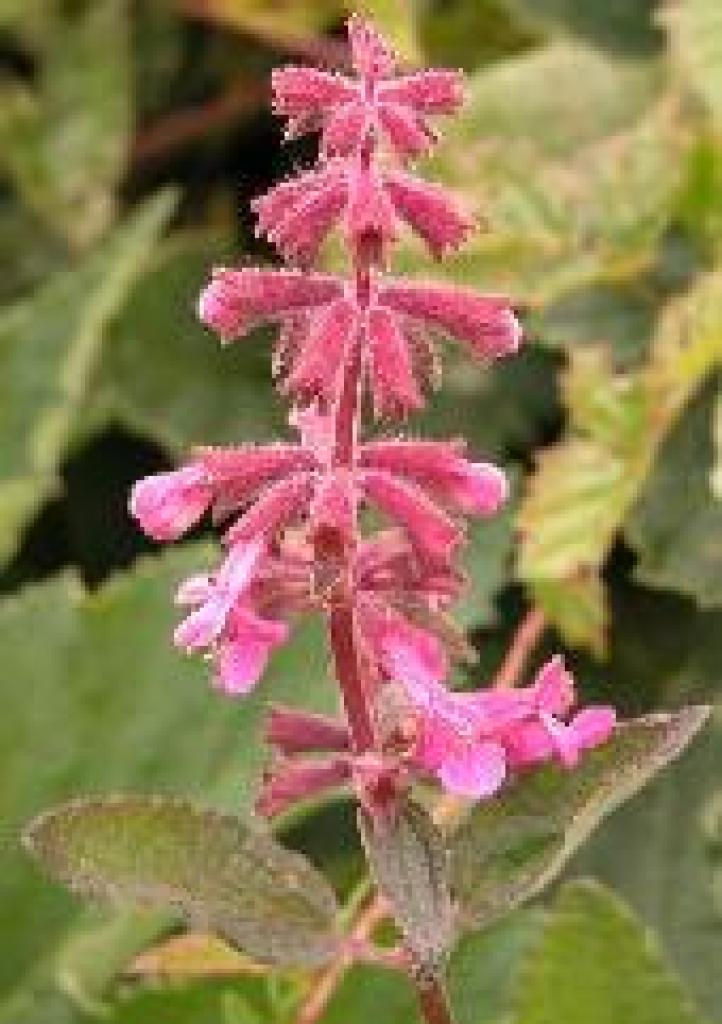 Coast hedge nettle