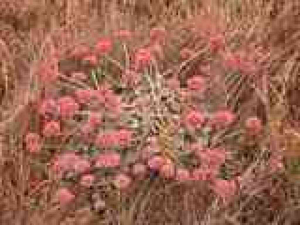 Buckwheat