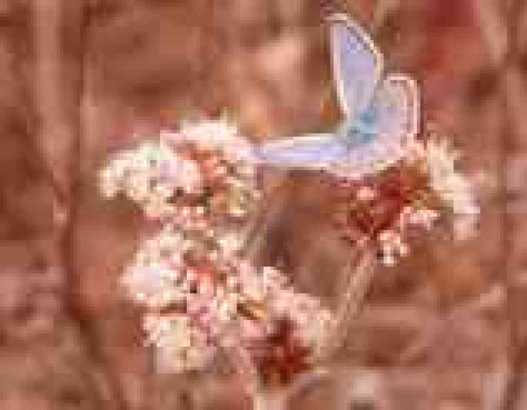 Blue butterfly