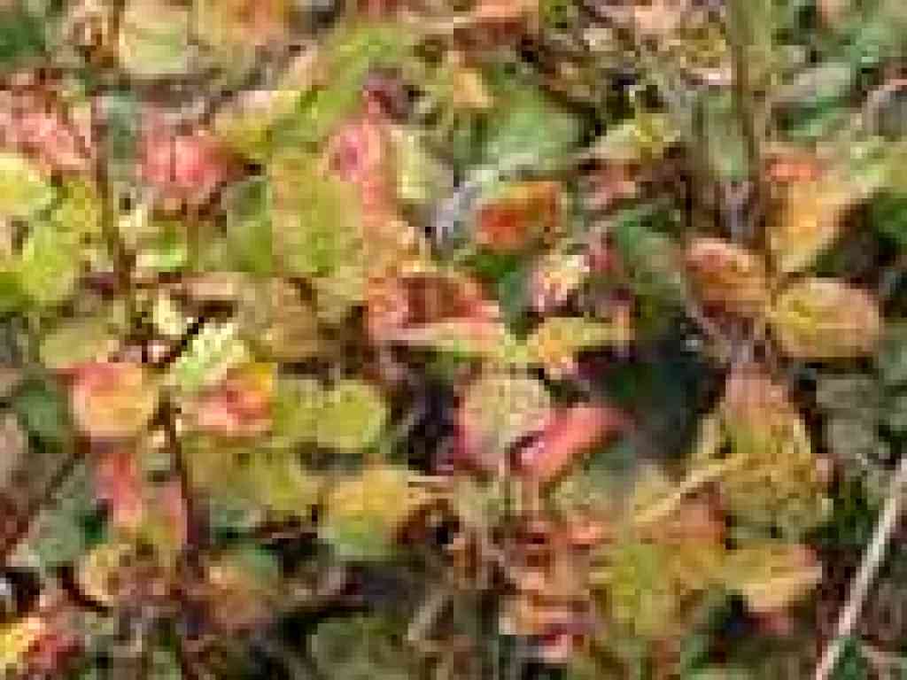 Wild rose