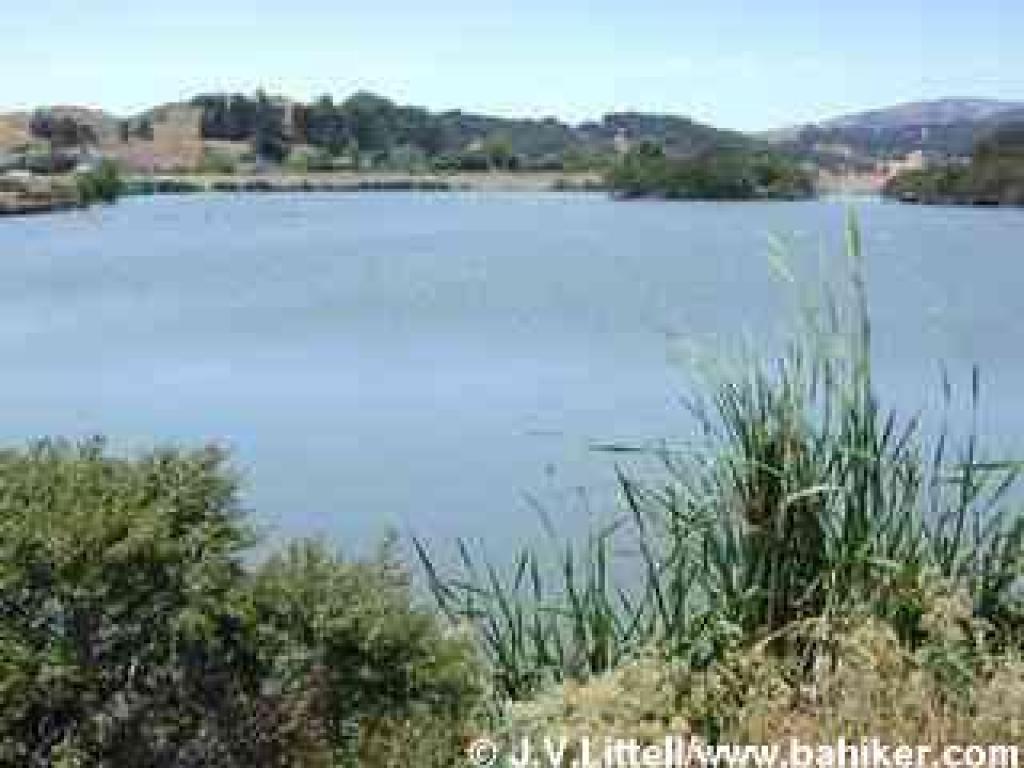Wildlife pond