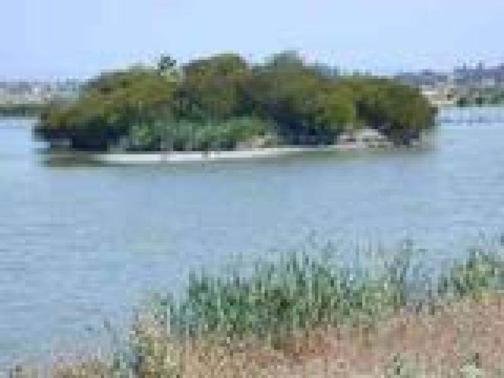 Wildlife pond