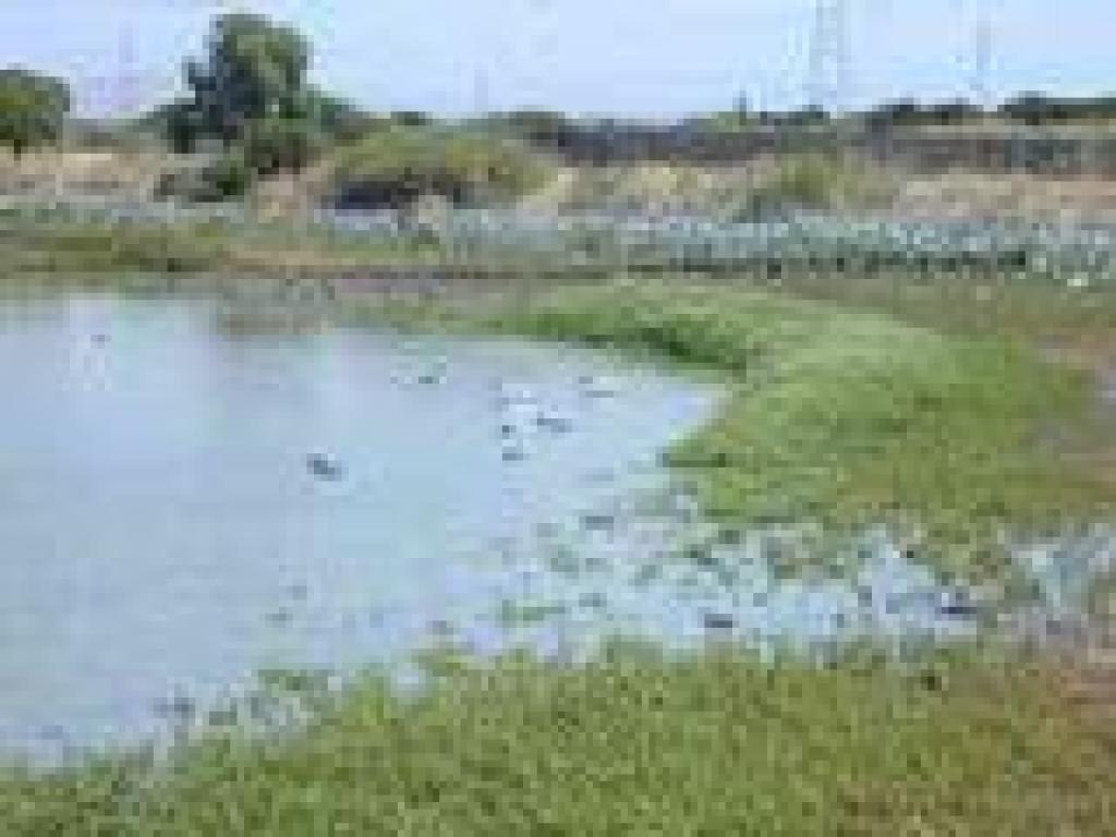 Birds at the water's edge