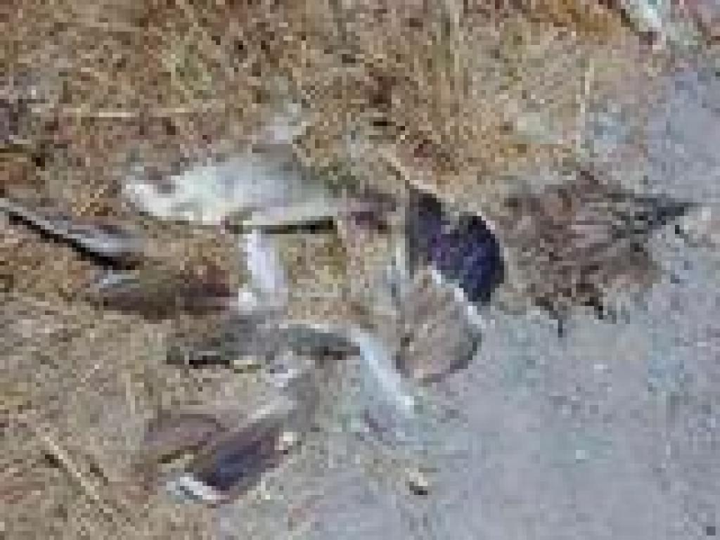Duck feathers