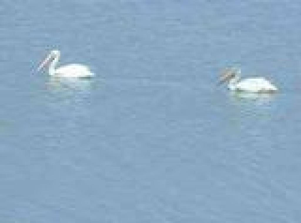 Pelicans