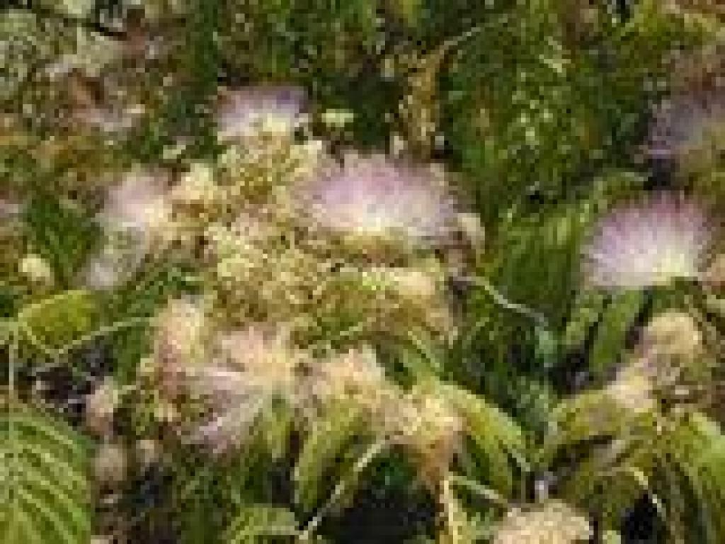 Silktree