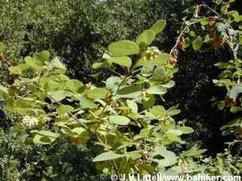 Snowberry photo