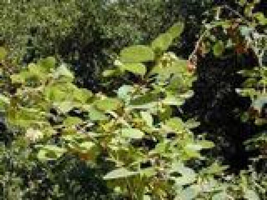 Snowberry