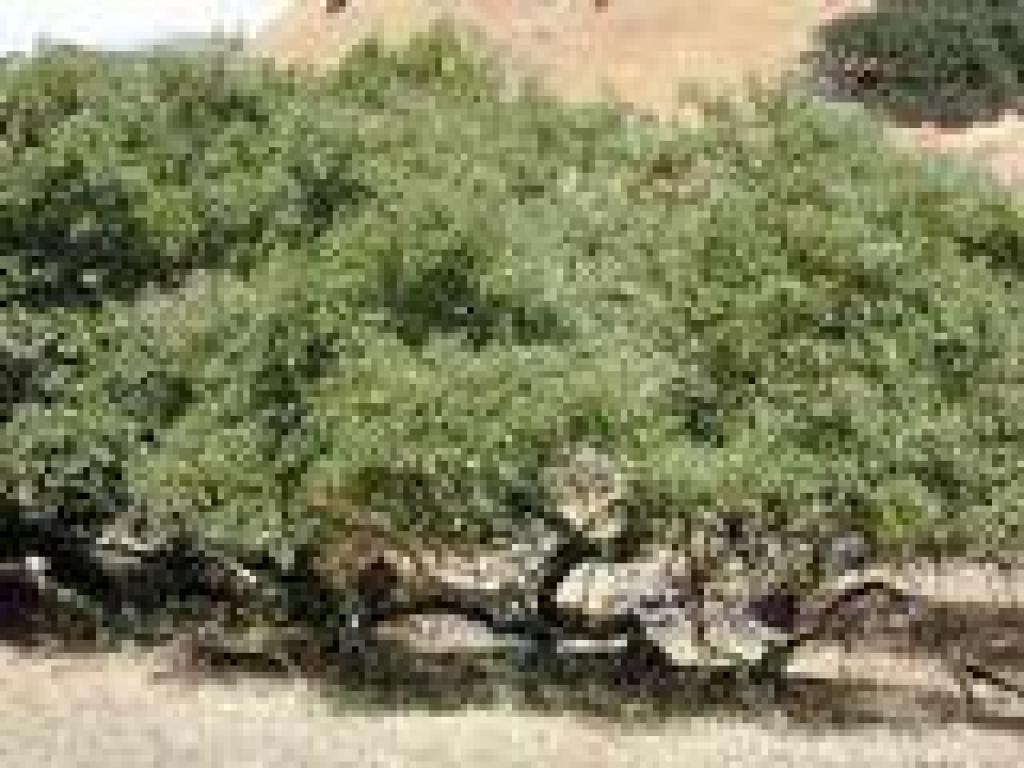 Black oak