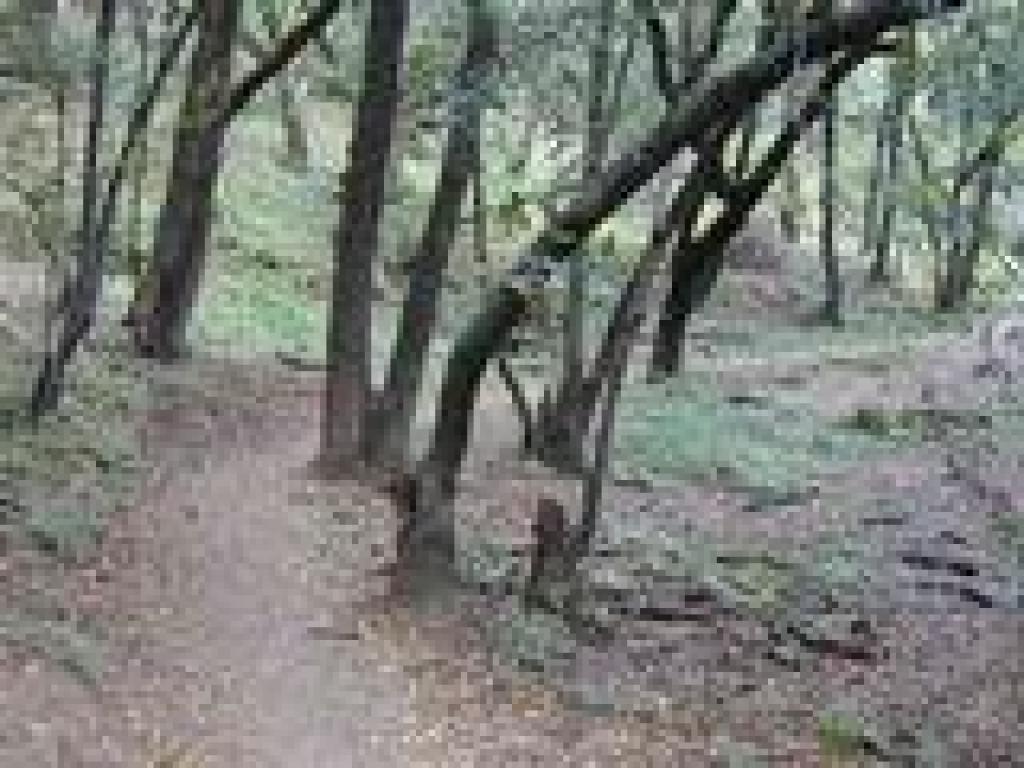 Little Mountain Trail
