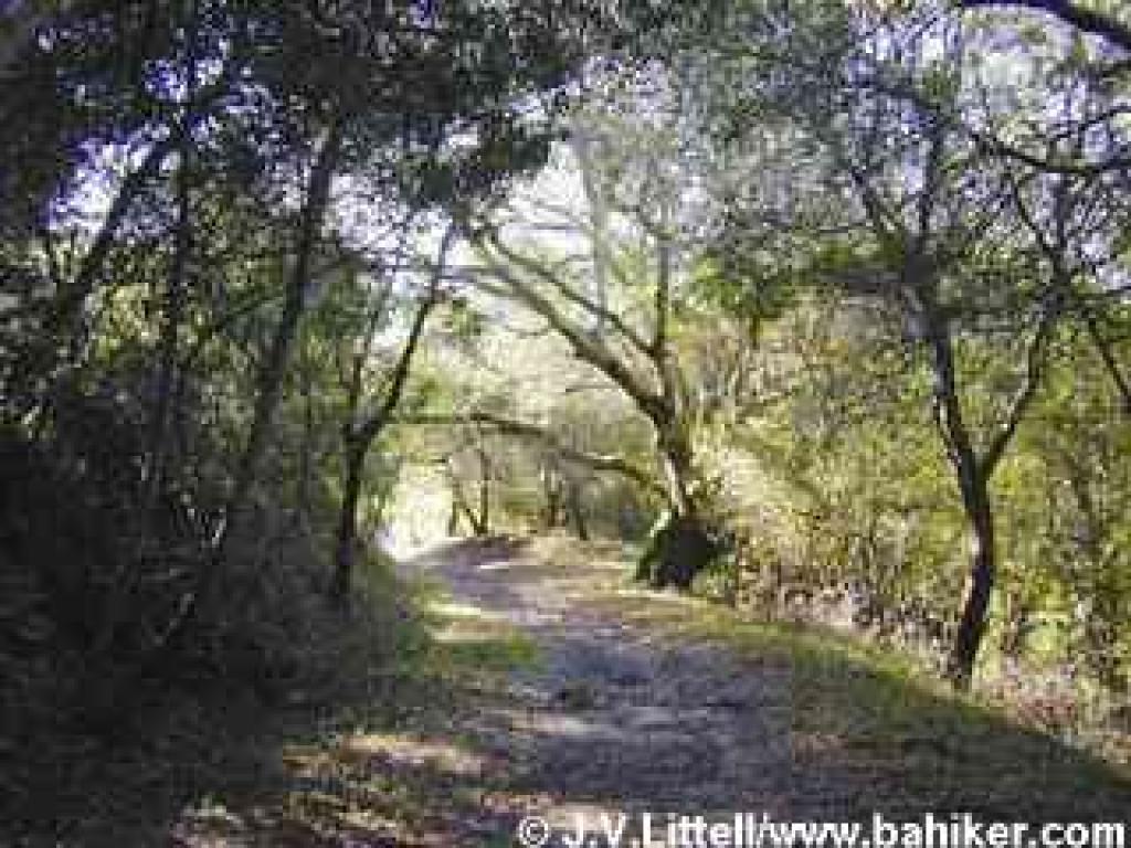 Madrones on the side of Old Railroad Grade