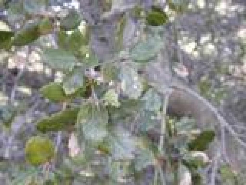 Coast live oak