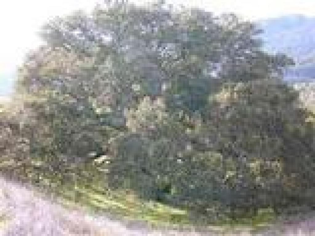 Coast live oak