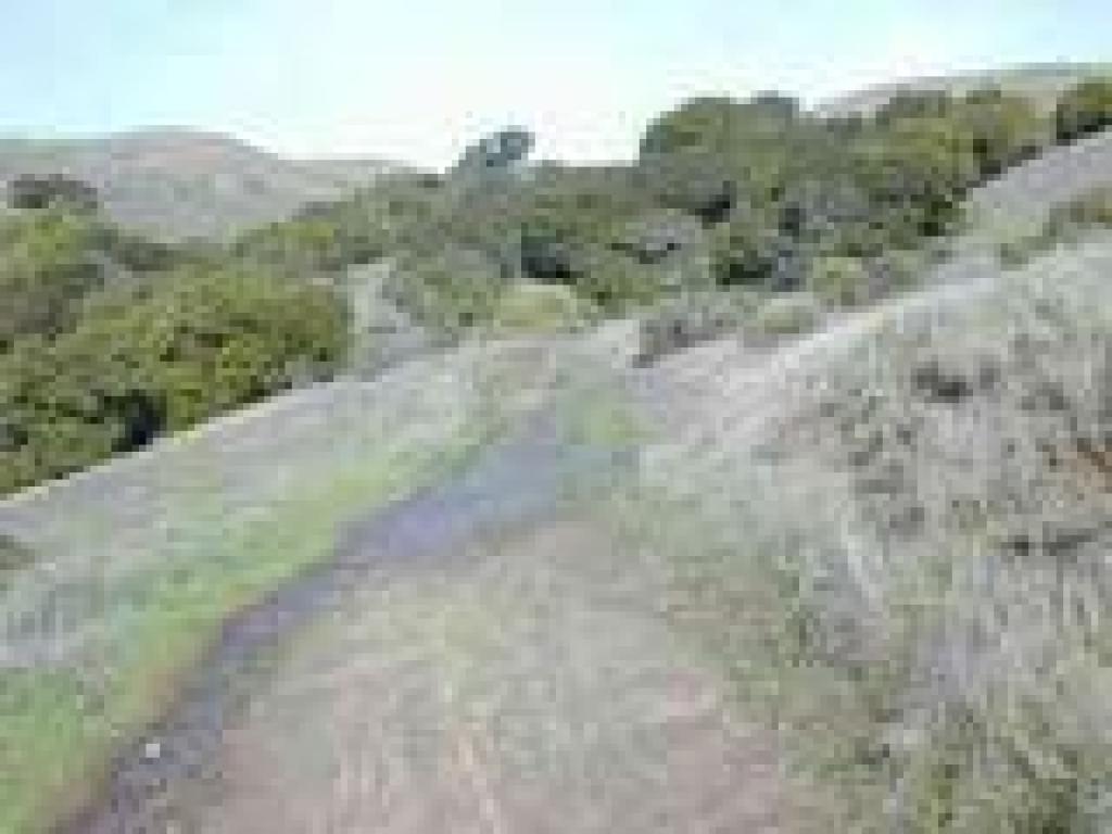 Grassland and trees