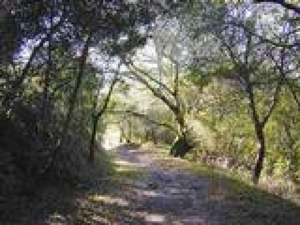 Madrone arches over trail