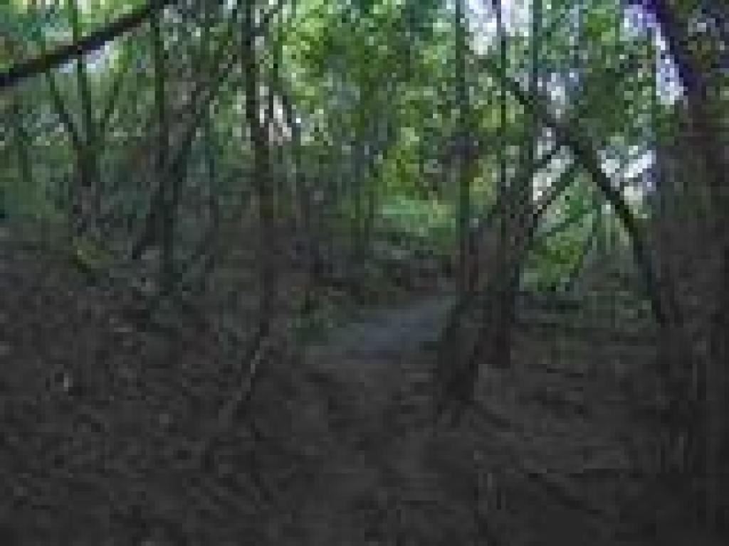 Woods