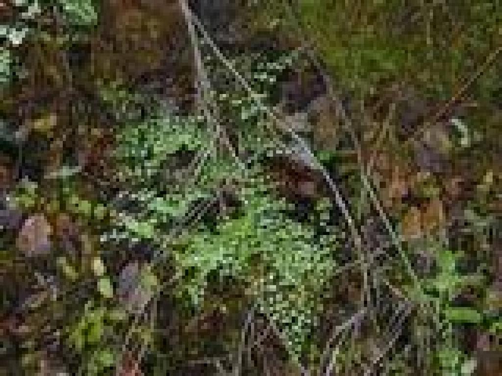 Ferns