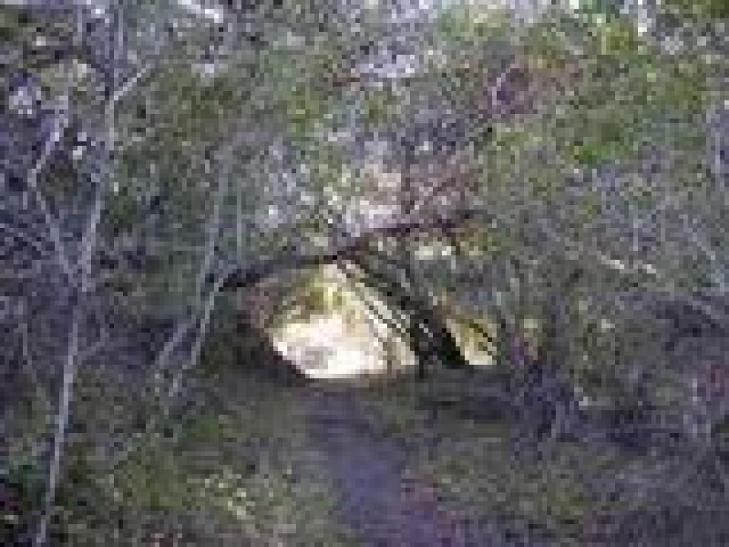 Madrones along trail