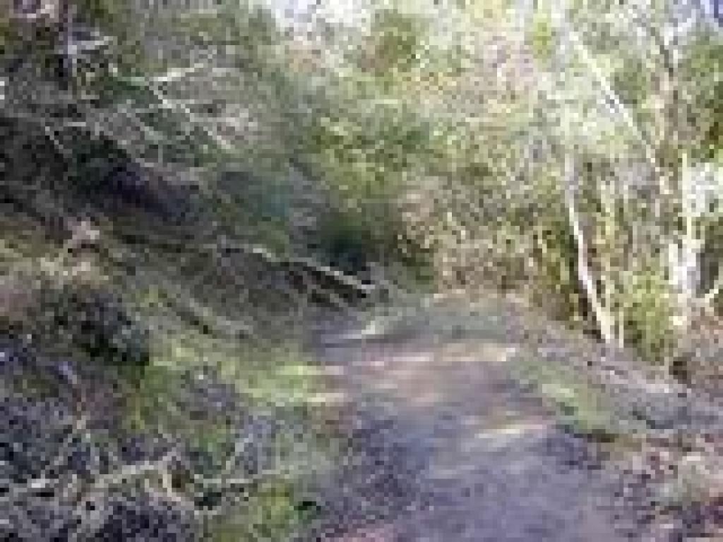 Back in the woods