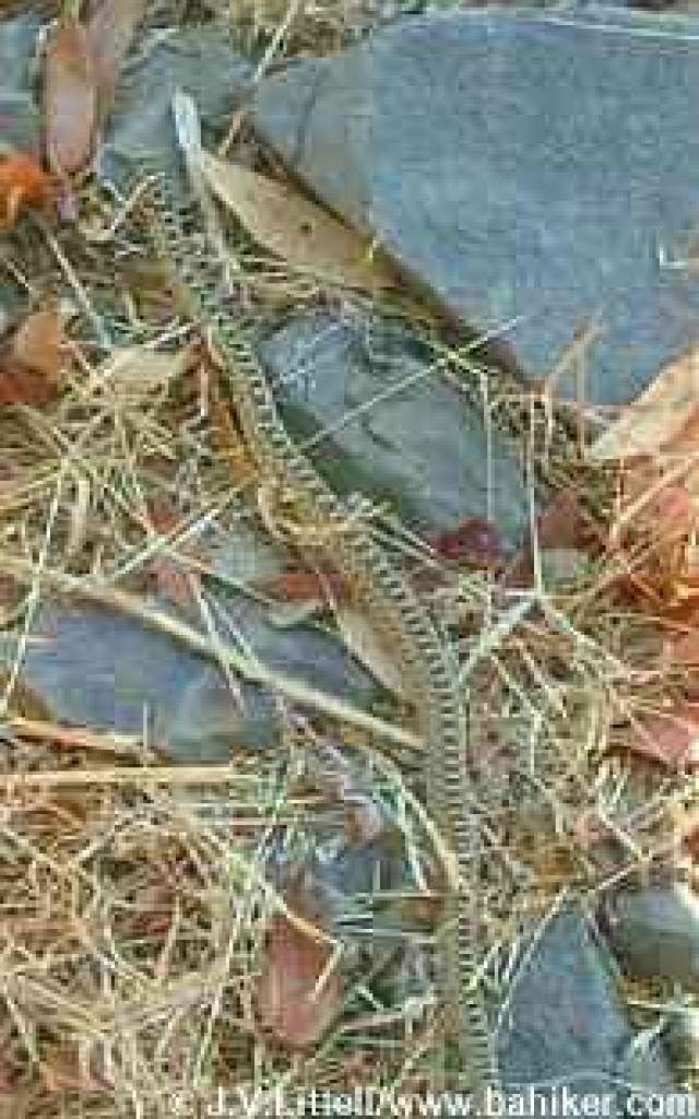 Gopher snake