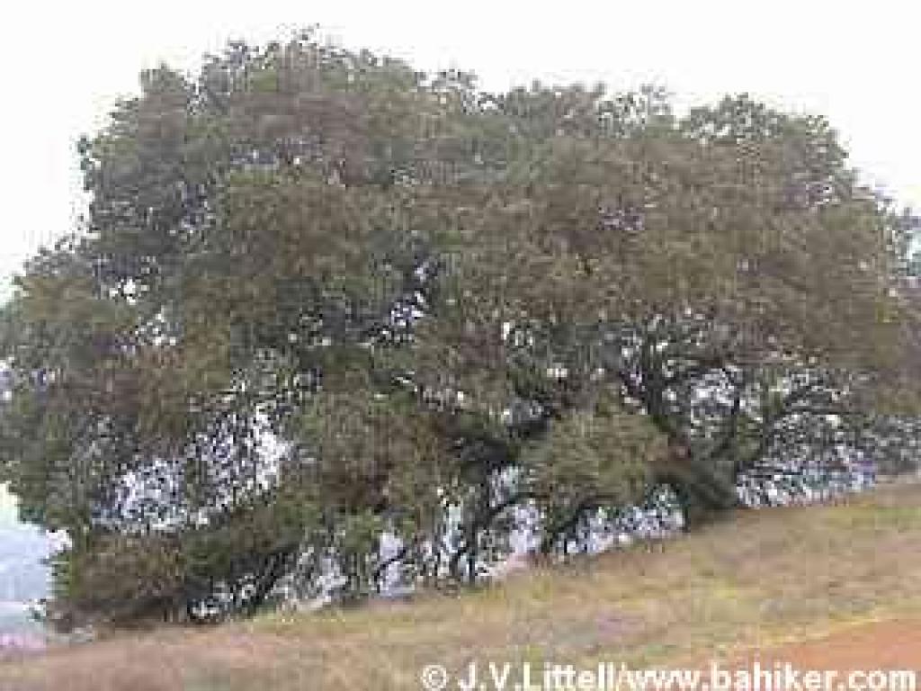 Coast live oak photo