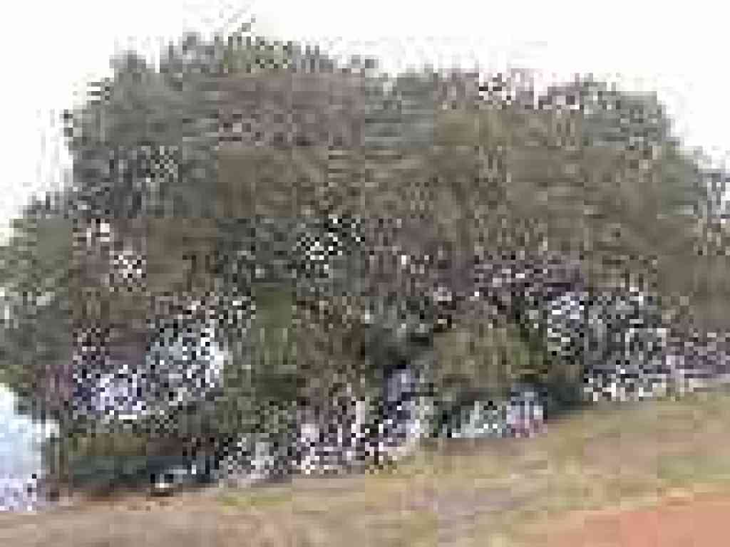 Coast live oak