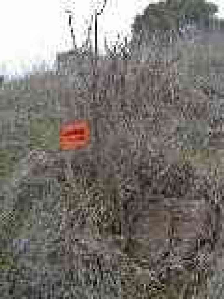 Poison oak
