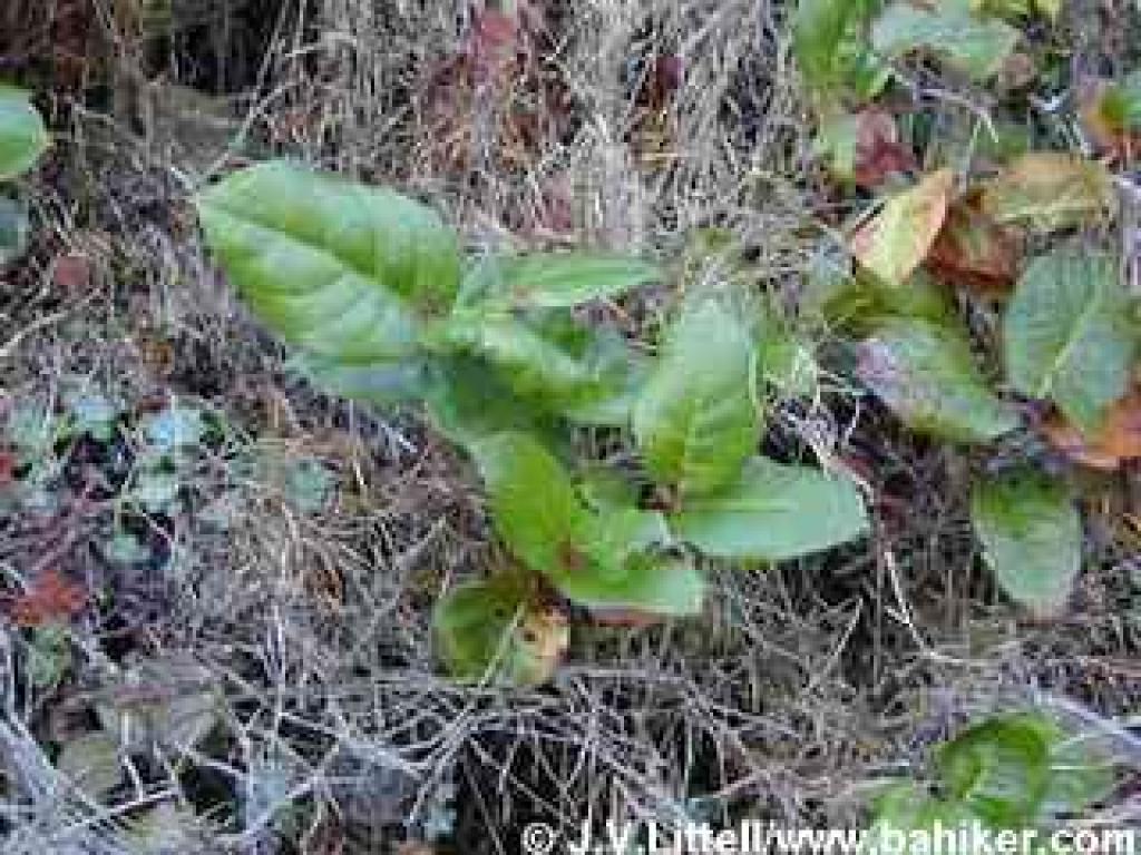 Salal