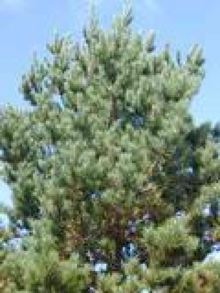 A Bishop pine