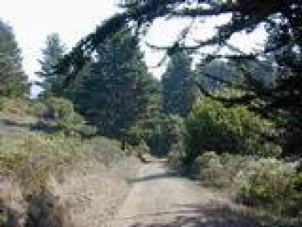 More trees loom ahead
