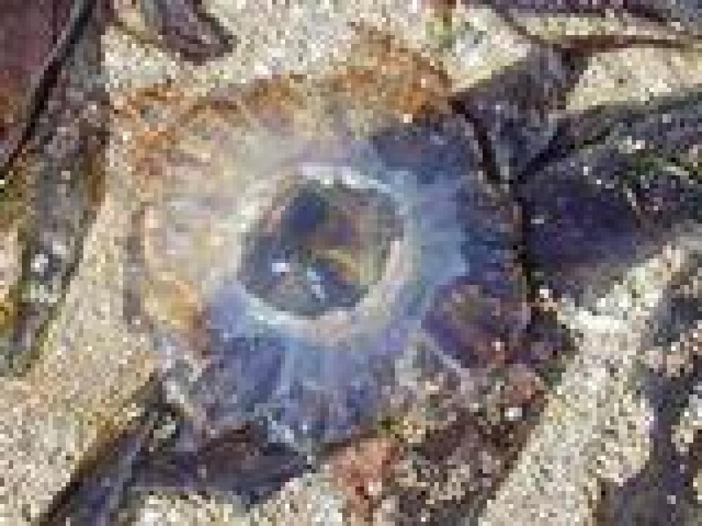 Jellyfish