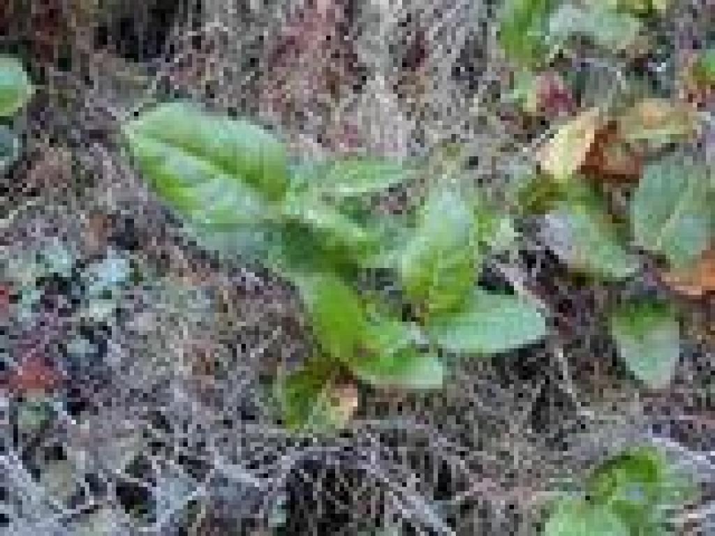 Salal