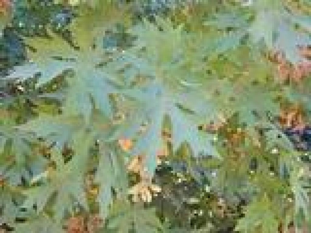 Bigleaf maple