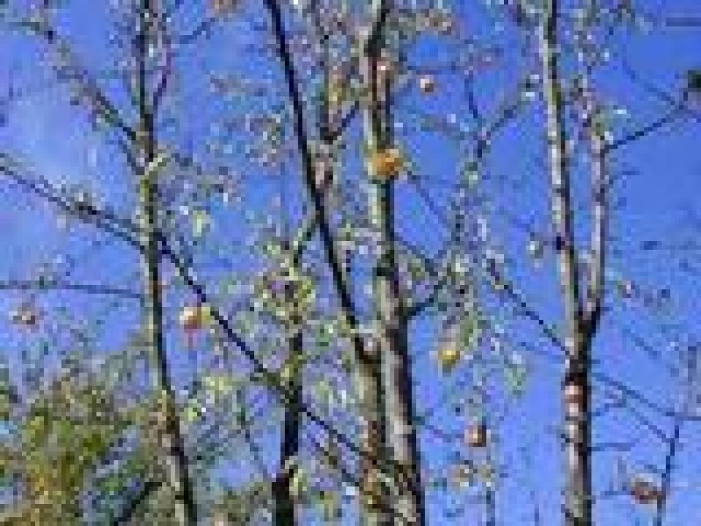 Apricot