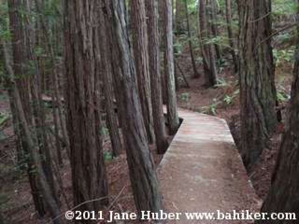 Troop 80 Trail