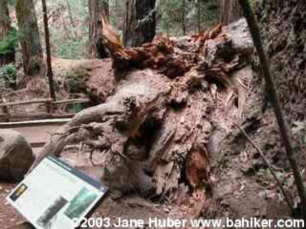 Kent Tree