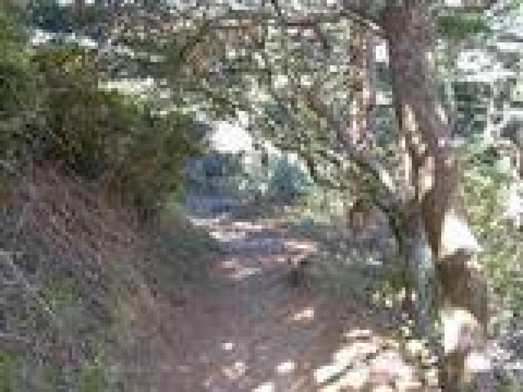 Trestle Trail