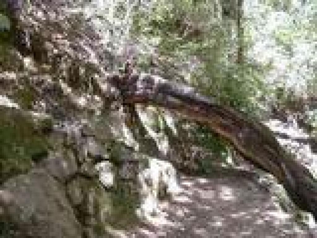 Troop 80 Trail