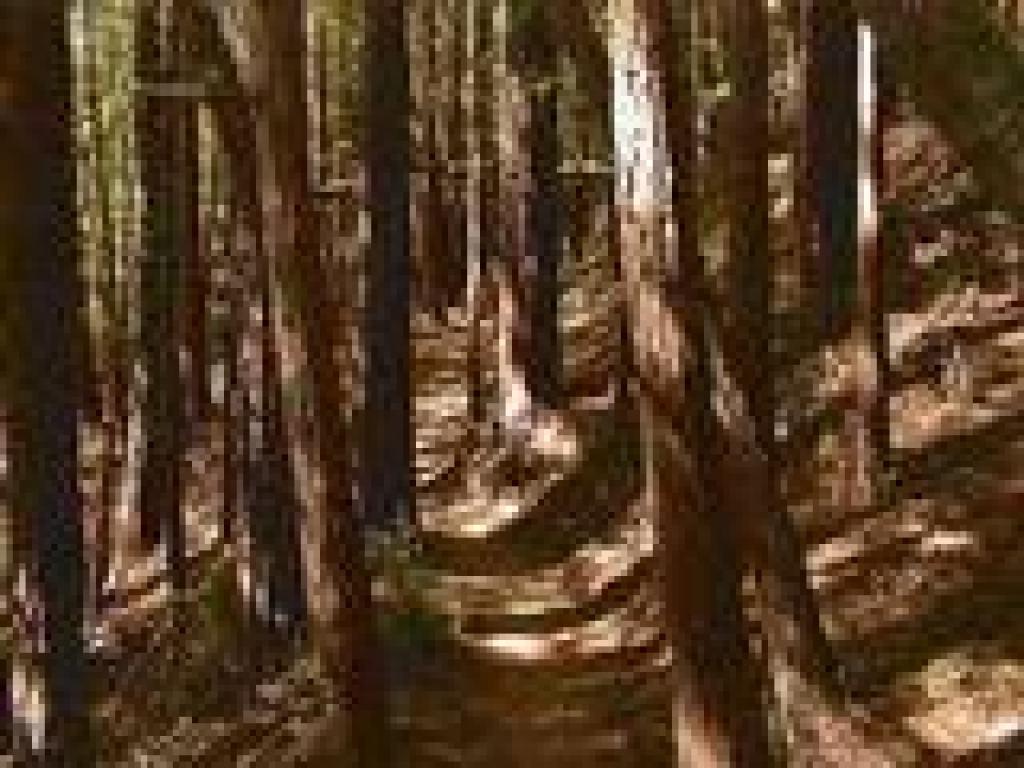 Winding through redwoods