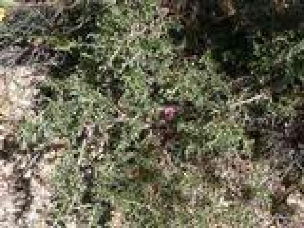 Chaparral pea