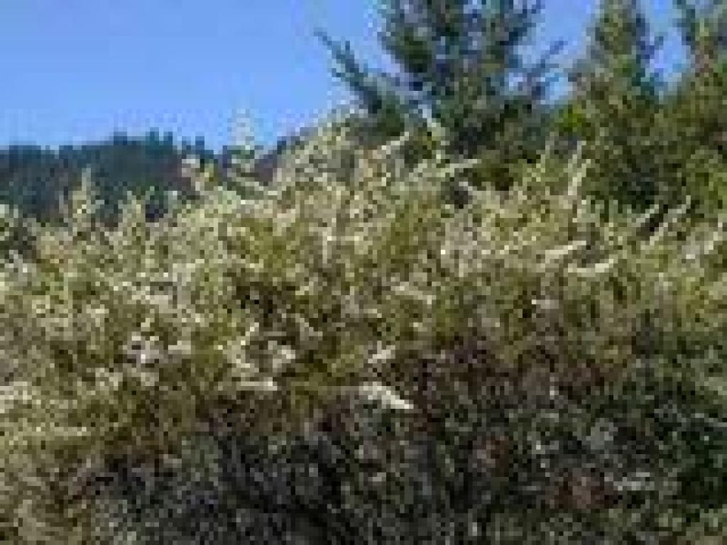 Chamise in bloom