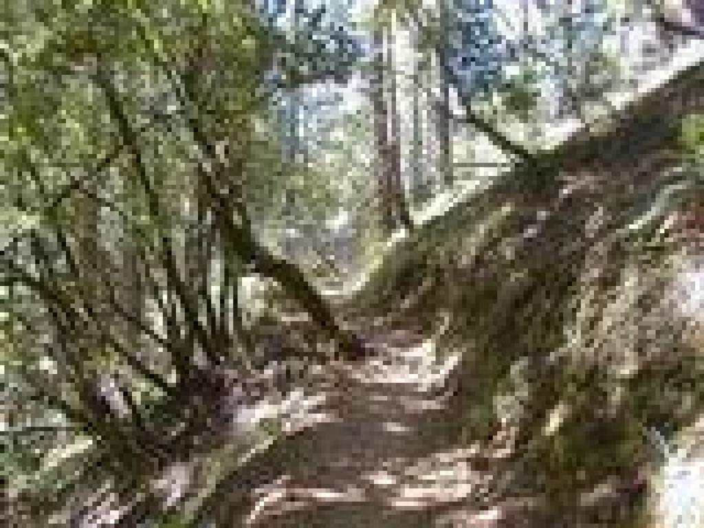 Troop 80 Trail