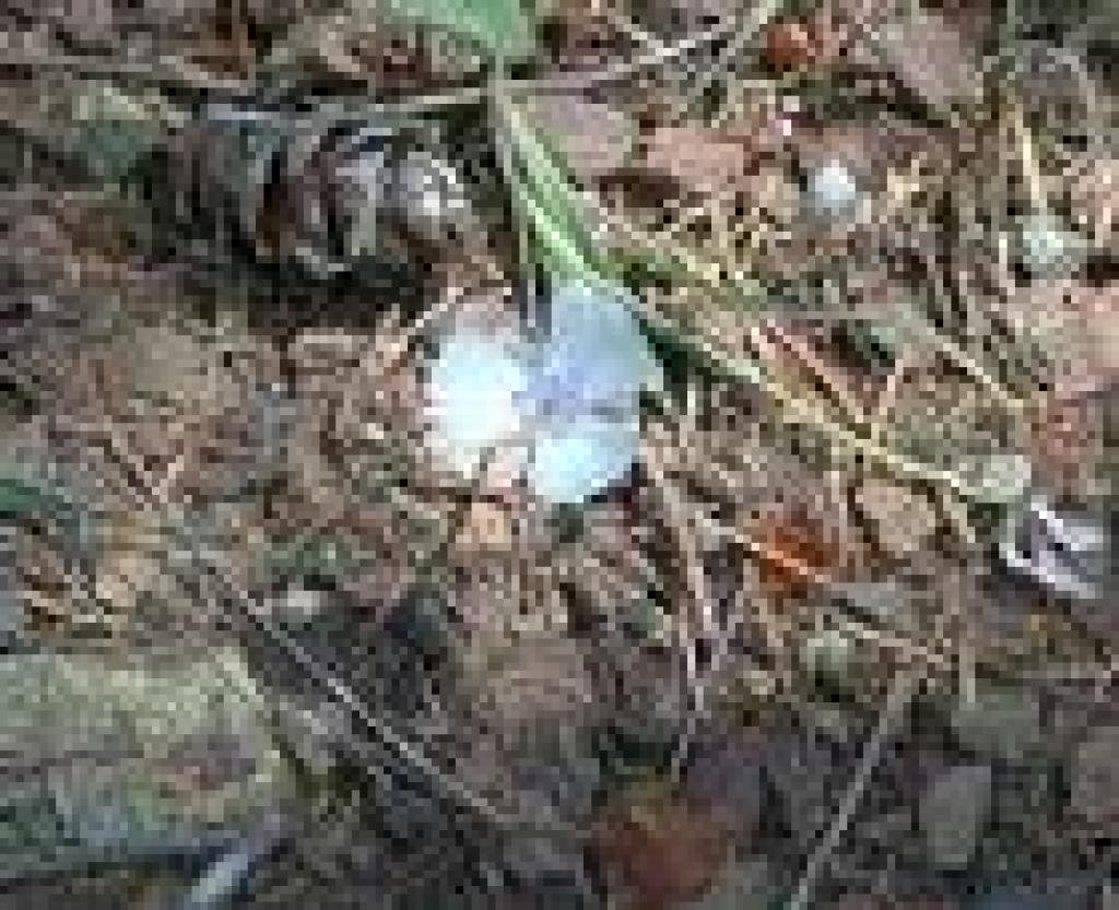 Mariposa lily