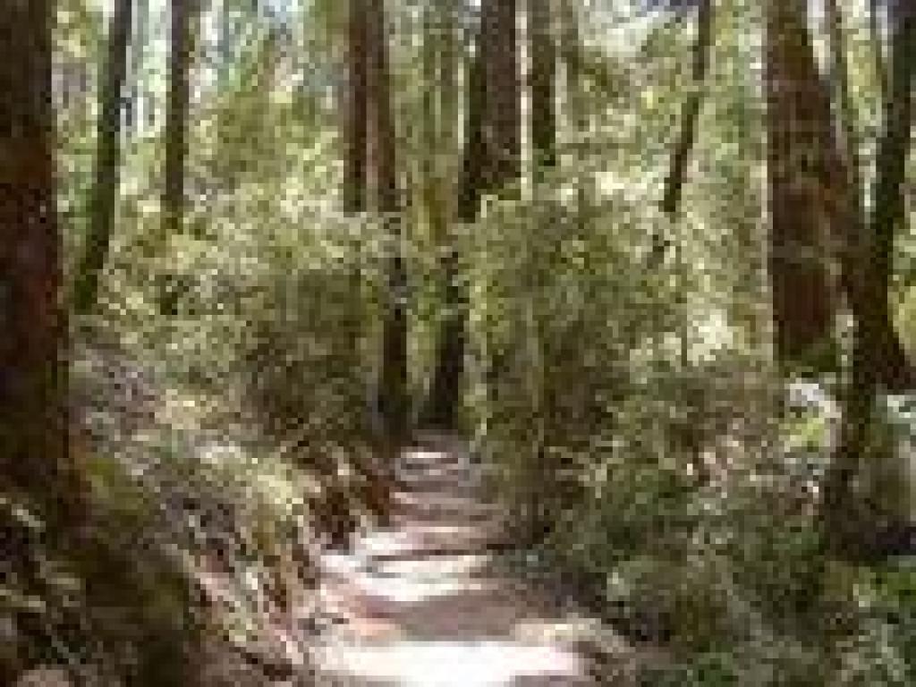 Bootjack Trail