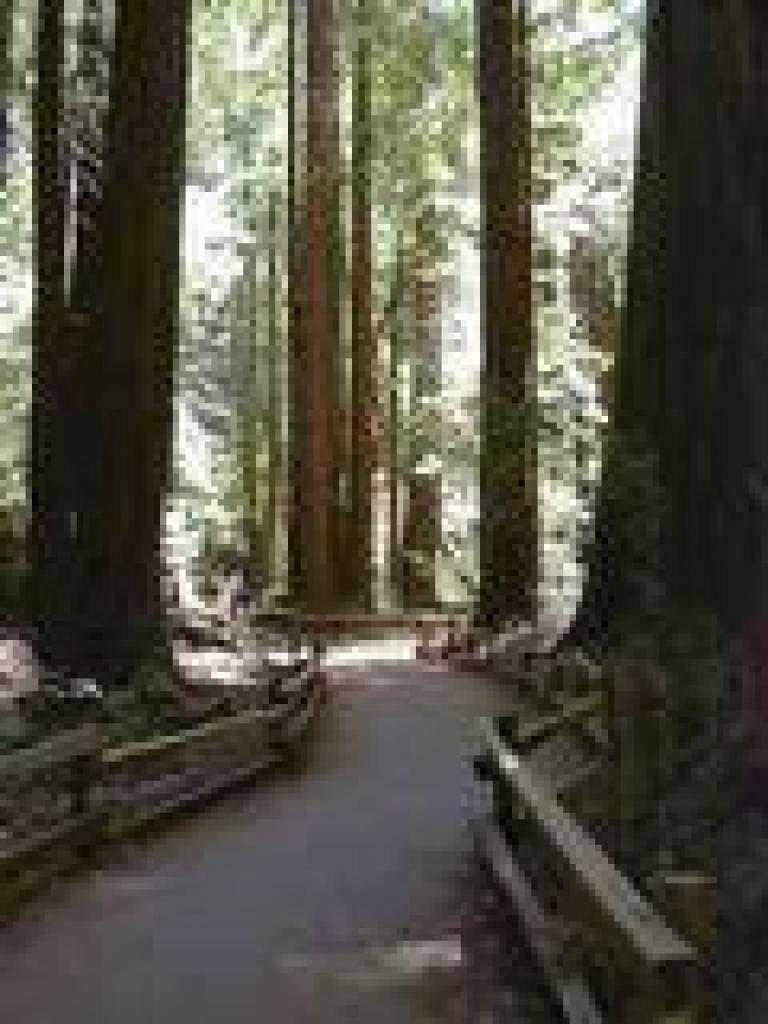 On the main trail in Muir Woods