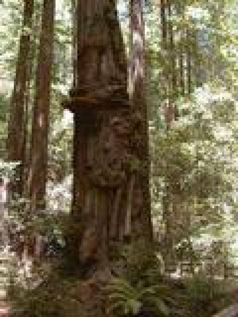 Redwood