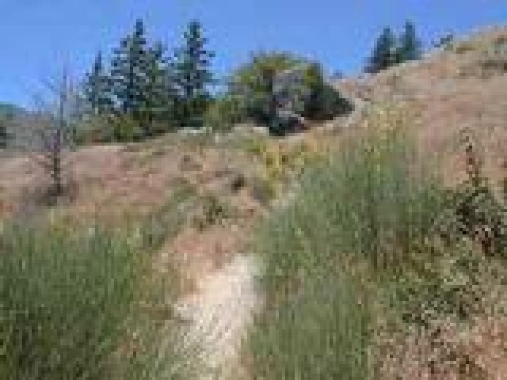 Ocean View Trail